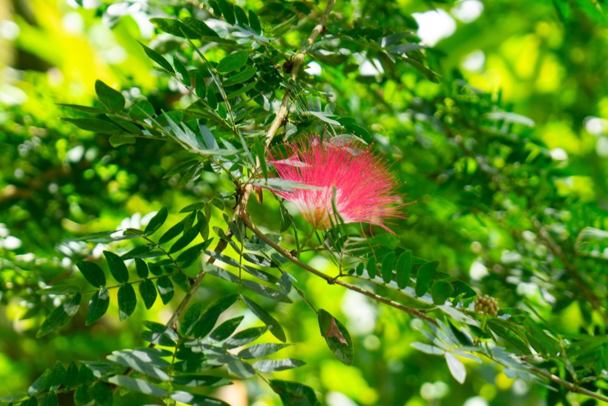Dragonfly Beachfront Villas-Adult Only Punta Uva Esterno foto