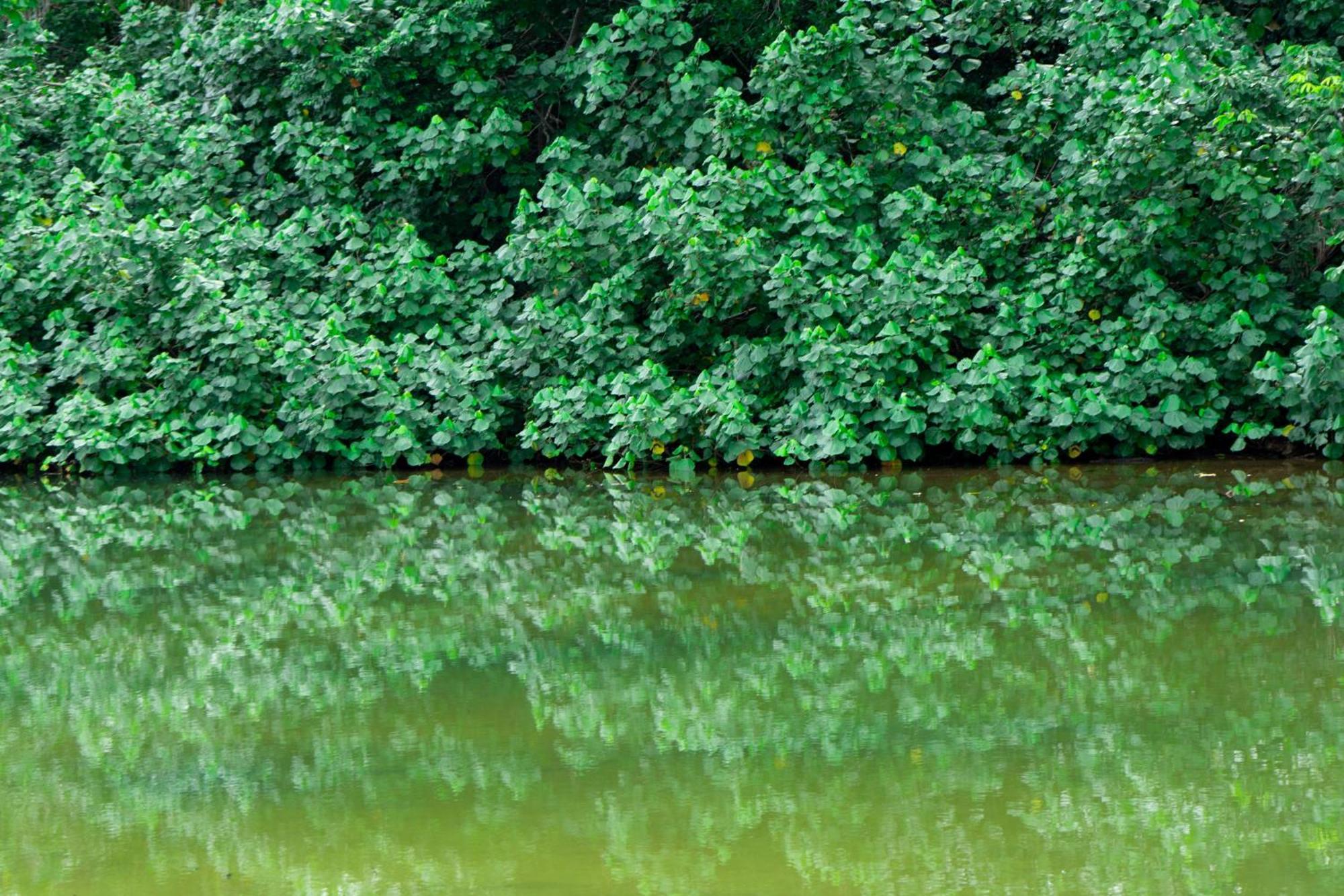 Dragonfly Beachfront Villas-Adult Only Punta Uva Esterno foto