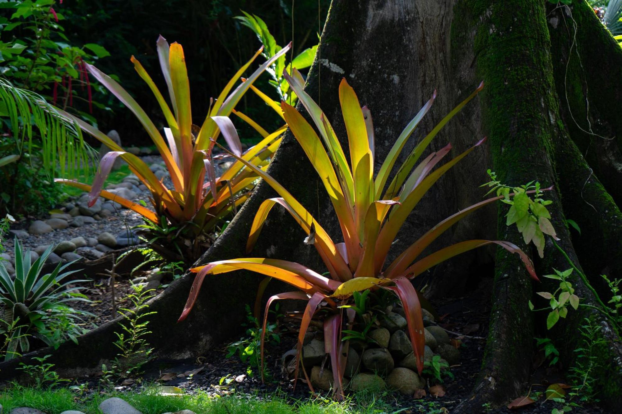 Dragonfly Beachfront Villas-Adult Only Punta Uva Esterno foto